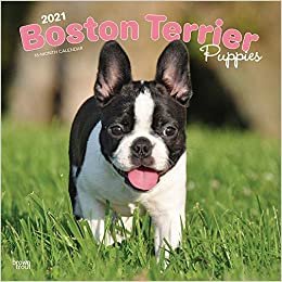 Boston Terriers Puppies 2021 - 16-Monatskalender mit freier DogDays-App: Original BrownTrout-Kalender [Mehrsprachig] [Kalender] (Wall-Kalender)