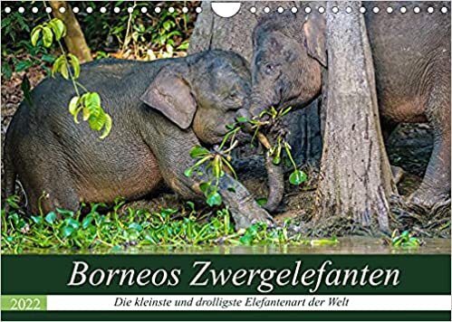 ダウンロード  Borneos Zwergelefanten (Wandkalender 2022 DIN A4 quer): Das spannende Leben der Zwergelefanten am Kinabatangan Fluss in Borneo (Monatskalender, 14 Seiten ) 本