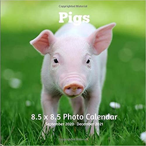 Pigs 8.5 X 8.5 Calendar September 2020 -December 2021: Monthly Calendar with U.S./UK/ Canadian/Christian/Jewish/Muslim Holidays-Farm Animals Nature indir