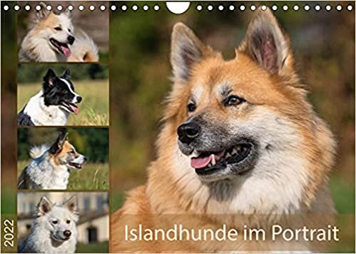 Islandhunde im Portrait (Wandkalender 2022 DIN A4 quer): Kennzeichnend fuer Islandhunde sind die verschiedensten Fellfarben und Farbmuster. (Monatskalender, 14 Seiten )