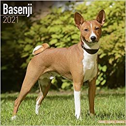 Basenjis - Kongo-Terrier 2021 - 16-Monatskalender: Original Avonside-Kalender [Mehrsprachig] [Kalender] (Wall-Kalender) indir