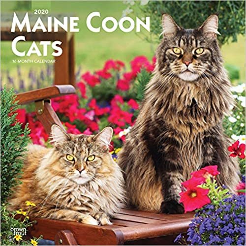 ダウンロード  Maine Coon Cats 2020 Calendar 本