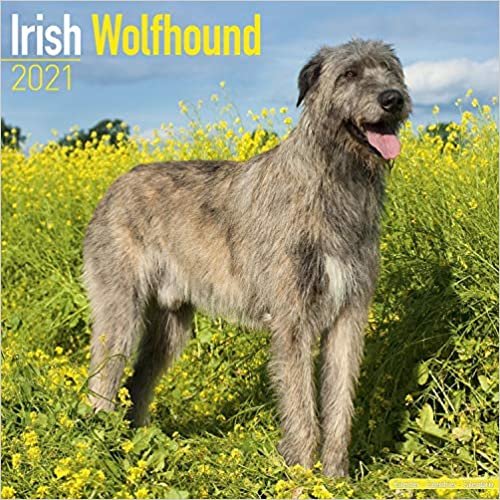 indir Irish Wolfhounds - Irische Wolfshunde 2021 - 16-Monatskalender: Original Avonside-Kalender [Mehrsprachig] [Kalender]: Original BrownTrout-Kalender [Mehrsprachig] [Kalender] (Wall-Kalender)