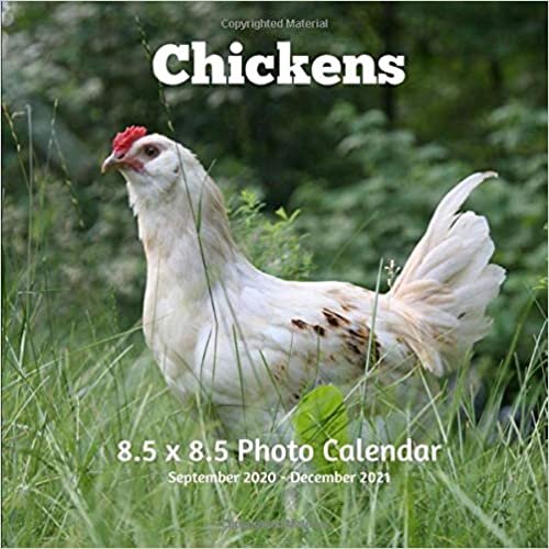 Chickens 8.5 X 8.5 Calendar September 2020 -December 2021: Monthly Calendar with U.S./UK/ Canadian/Christian/Jewish/Muslim Holidays-Farm Animals Nature indir