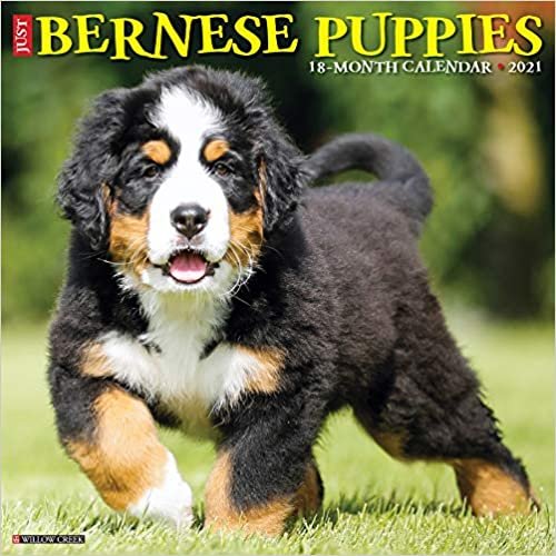 indir Just Bernese Mountain Puppies 2021 Calendar