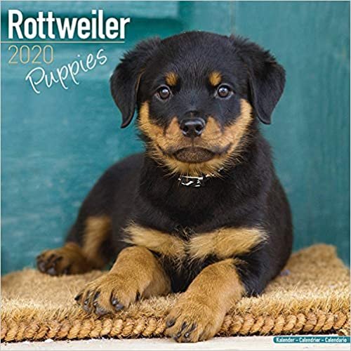 ダウンロード  Rottweiler Puppies Calendar 2020 本