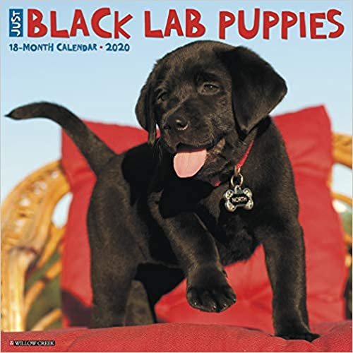 ダウンロード  Just Black Lab Puppies 2020 Calendar 本