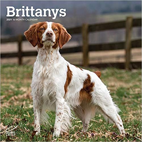 Brittanys - Epagneul Breton 2021 - 16-Monatskalender mit freier DogDays-App: Original BrownTrout-Kalender [Mehrsprachig] [Kalender] (Wall-Kalender)