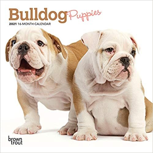 Bulldog Puppies 2021 Calendar indir