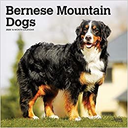 ダウンロード  Bernese Mountain Dogs 2020 Calendar 本