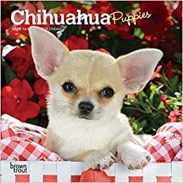 ダウンロード  Chihuahua Puppies 2020 Calendar 本