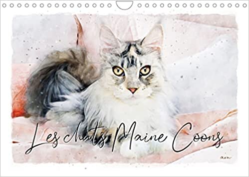 ダウンロード  Les chats Maine Coons (Calendrier mural 2023 DIN A4 horizontal): Série de 12 tableaux de chats Maine Coons. (Calendrier mensuel, 14 Pages ) 本