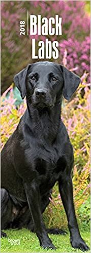 Black Labs 2018 6.75 x 16.5 Inch Monthly Slimline Wall Calendar, Dog Canine Labrador Canine