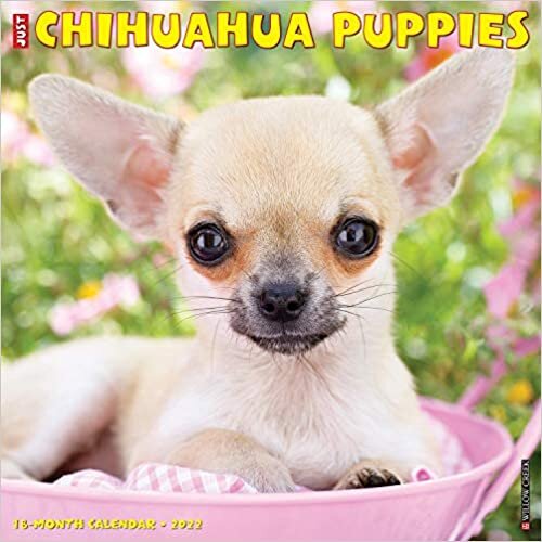 Just Chihuahua Puppies 2022 Wall Calendar