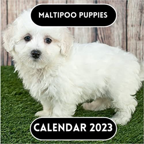 ダウンロード  Maltipoo puppies Calendar 2023 本