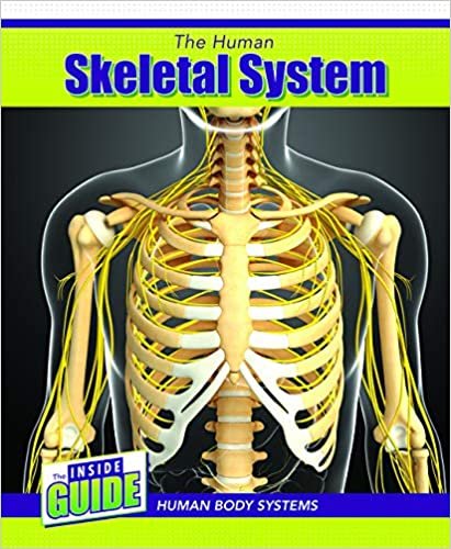 indir The Human Skeletal System (Inside Guide: Human Body Systems)