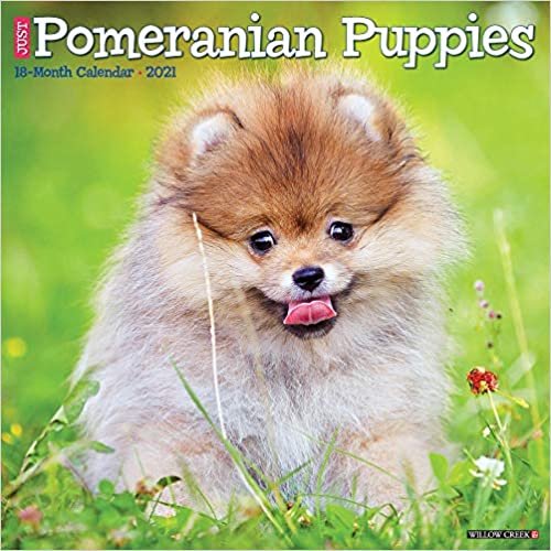indir Pomeranian Puppies 2021 Calendar