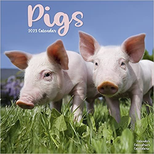 Pigs 2023 Wall Calendar