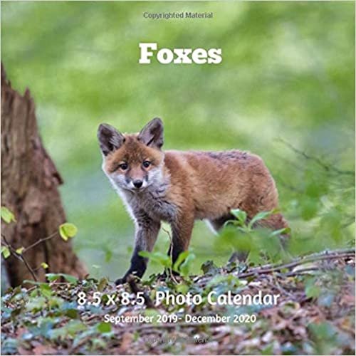 Foxes 8.5 X 8.5 Calendar September 2019 -December 2020: Monthly Calendar with U.S./UK/ Canadian/Christian/Jewish/Muslim Holidays-Fox Animal Nature indir