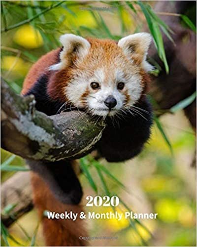 2020 Weekly and Monthly Planner: Baby Red Panda - Monthly Calendar with U.S./UK/ Canadian/Christian/Jewish/Muslim Holidays– Calendar in Review/Notes 8 x 10 in.-Wildlife Bears Nature indir