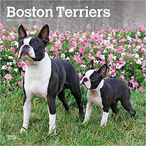 Boston Terriers 2021 Calendar