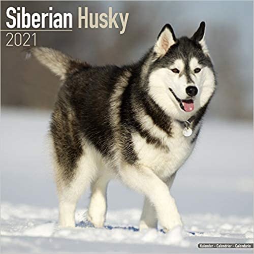 ダウンロード  Siberian Husky 2021 Wall Calendar 本