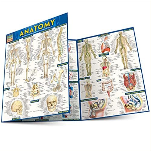 Anatomy (Quickstudy Academic)