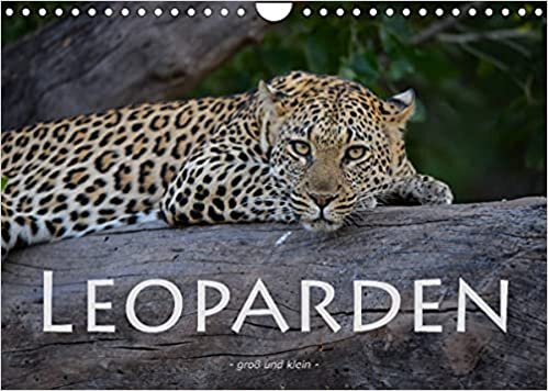 ダウンロード  Leoparden - gross und klein (Wandkalender 2022 DIN A4 quer): Faszinierende Aufnahmen dieser wunderschoenen Raubkatze (Monatskalender, 14 Seiten ) 本