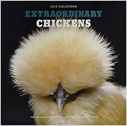 Extraordinary Chickens 2019 Wall Calendar