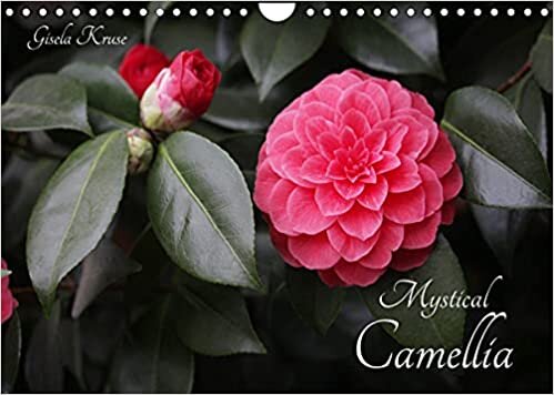 Mystical Camellia (Wall Calendar 2023 DIN A4 Landscape): The mystical magic of camellia blossoms (Monthly calendar, 14 pages ) ダウンロード