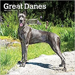 indir Great Danes - Dänische Doggen 2021 - 16-Monatskalender mit freier DogDays-App: Original BrownTrout-Kalender [Mehrsprachig] [Kalender] (Wall-Kalender)