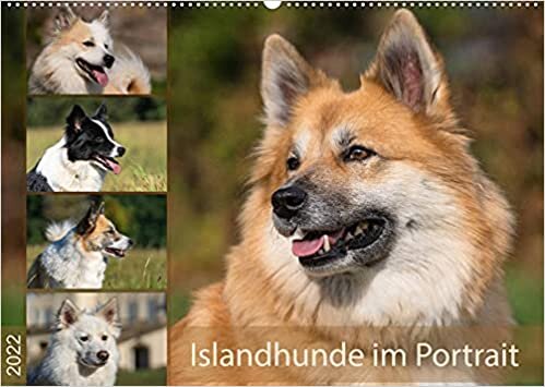Islandhunde im Portrait (Wandkalender 2022 DIN A2 quer): Kennzeichnend fuer Islandhunde sind die verschiedensten Fellfarben und Farbmuster. (Monatskalender, 14 Seiten )