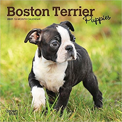 ダウンロード  Boston Terrier Puppies 2021 Calendar 本