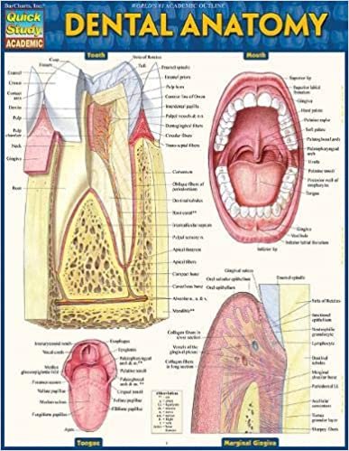 Dental Anatomy (Quick Study Academic)