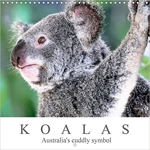 Koalas - Australia's cuddly symbol (Wall Calendar 2021 300 × 300 mm Square): Unique inhabitants of the eucalyptus forests of Australia. (Monthly calendar, 14 pages )