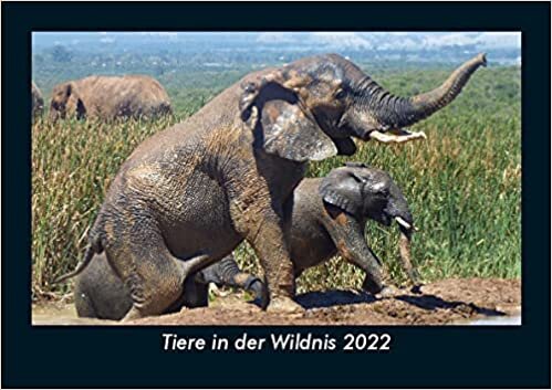 ダウンロード  Tiere in der Wildnis 2022 Fotokalender DIN A5: Monatskalender mit Bild-Motiven von Haustieren, Bauernhof, wilden Tieren und Raubtieren 本