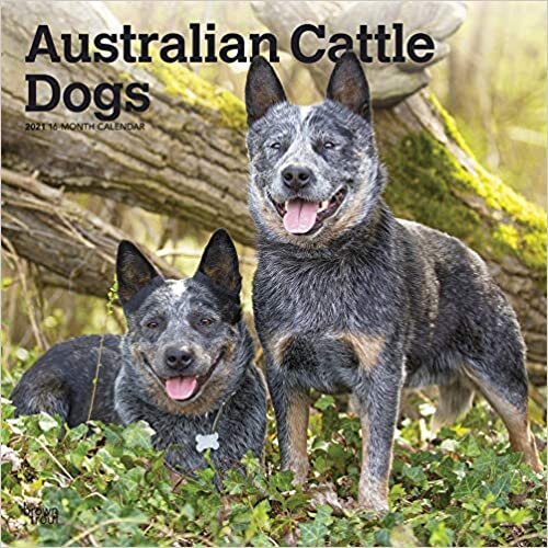 ダウンロード  Australian Cattle Dogs 2021 Calendar 本