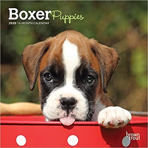 Boxer Puppies 2020 Calendar