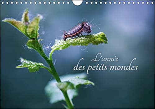 L'année des petits mondes (Calendrier mural 2020 DIN A4 horizontal): À la découverte des insectes du jardin (Calendrier mensuel, 14 Pages ) (Calvendo Nature) indir