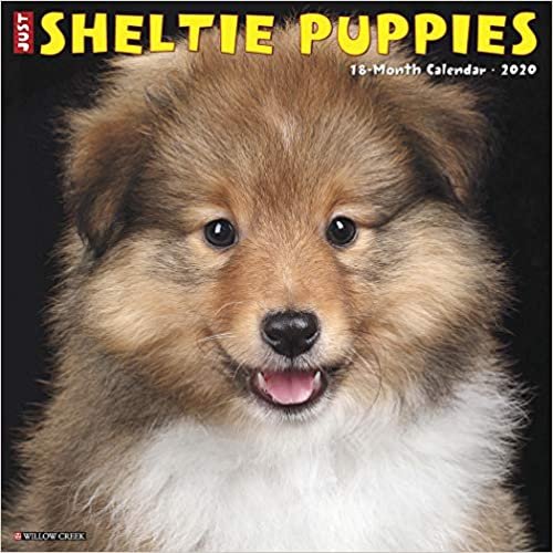 Just Sheltie Puppies 2020 Calendar