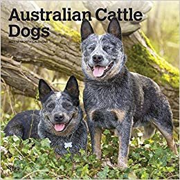 Australian Cattle Dogs - Australische Cattle Dogs 2021 - 16-Monatskalender mit freier DogDays-App: Original BrownTrout-Kalender [Mehrsprachig] [Kalender] (Wall-Kalender) indir
