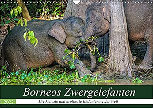 ダウンロード  Borneos Zwergelefanten (Wandkalender 2022 DIN A3 quer): Das spannende Leben der Zwergelefanten am Kinabatangan Fluss in Borneo (Monatskalender, 14 Seiten ) 本