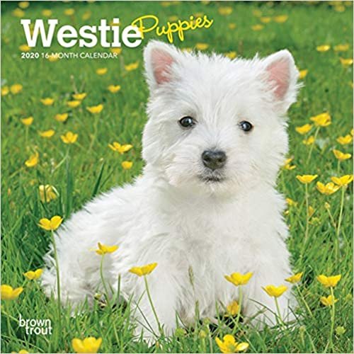 indir West Highland White Terrier Puppies 2020 Mini Wall Calendar