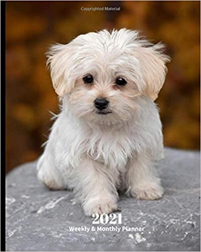 2021 Weekly and Monthly Planner: Maltese Puppy- Monthly Calendar with U.S./UK/ Canadian/Christian/Jewish/Muslim Holidays– Calendar in Review/Notes 8 x 10 in.- Dog Breed Pets For Work Business School indir