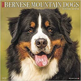 ダウンロード  Just Bernese Mountain Dogs 2020 Calendar 本