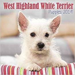 indir West Highland White Terrier Puppies M 2019