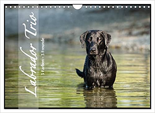 Labrador Trio - 3 Farben, 3 Freunde (Wandkalender 2023 DIN A4 quer): Draussen in der Natur, 3 Hunde (Monatskalender, 14 Seiten ) ダウンロード