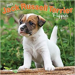 ダウンロード  Jack Russell Terrier Puppies 2021 Calendar 本