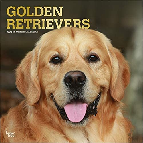 Golden Retrievers 2020 Calendar