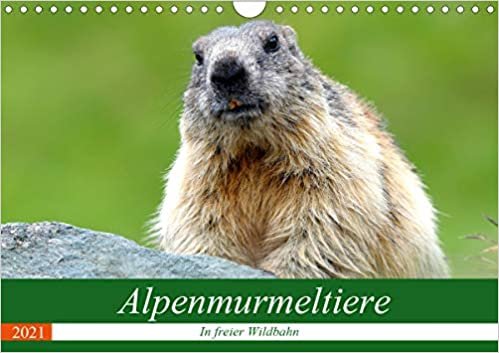 Alpenmurmeltiere in freier Wildbahn (Wandkalender 2021 DIN A4 quer): Einblick in das Reich der putzigen Alpenbewohner (Monatskalender, 14 Seiten ) indir